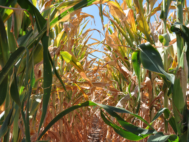 Stressful drought conditions which formed in late summer over the Midwest are likely to remain during the fall season. (DTN file photo by Emily Garnett)